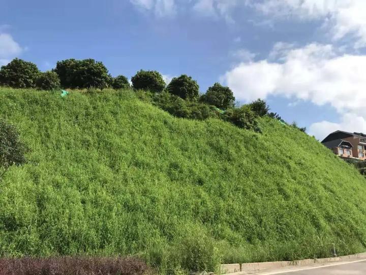 07溫州市珊溪水庫水源地（泰順）邊坡整治前后對比.jpeg