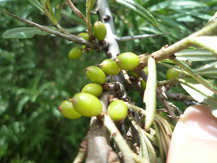 4.棱果沙棘果實 - 副本.JPG