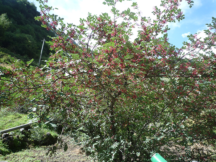 7.茂縣紅花椒 - 副本.JPG