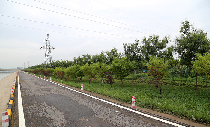 04高邑元氏管理處渠道沿線綠化 (2)s.jpg