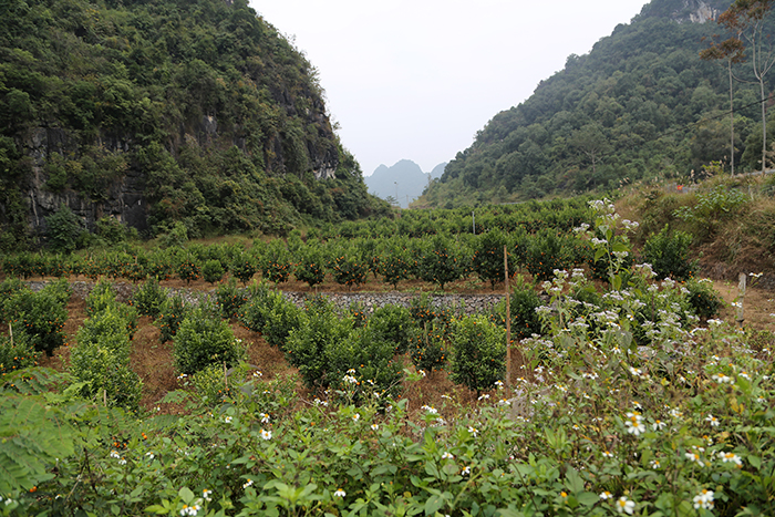 07田陽區(qū)新洞村坡耕地水土流失綜合治理試點(diǎn)工程2s.jpg