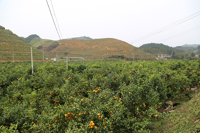 09田陽區(qū)水土保持工程建設(shè)以獎(jiǎng)代補(bǔ)試點(diǎn)項(xiàng)目（玉鳳片）s.jpg