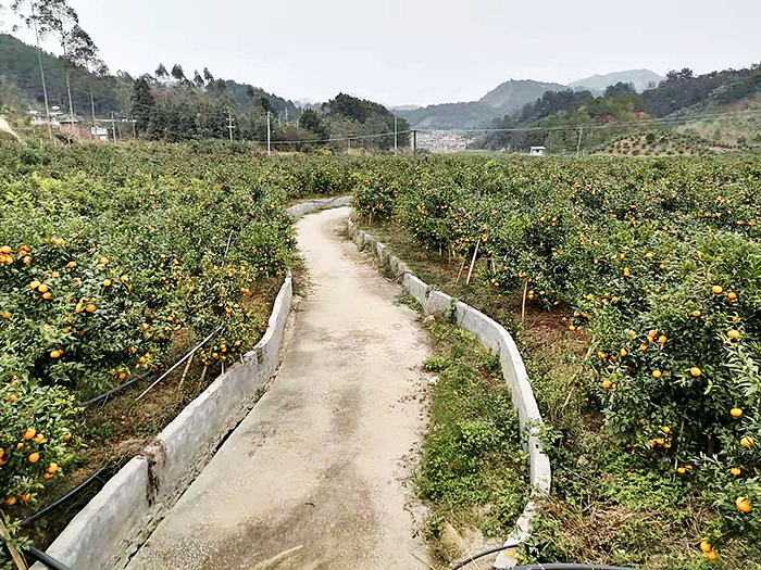 11田陽區(qū)香柑基地硬化的排水溝s.jpg