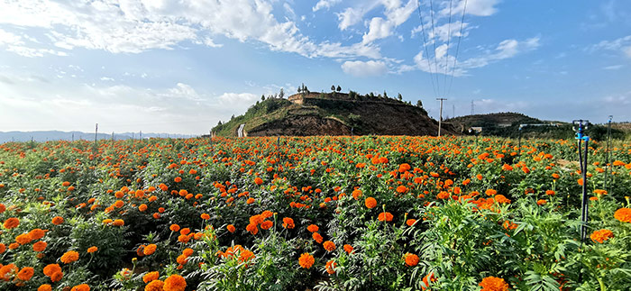 萬(wàn)壽菊基地.jpg