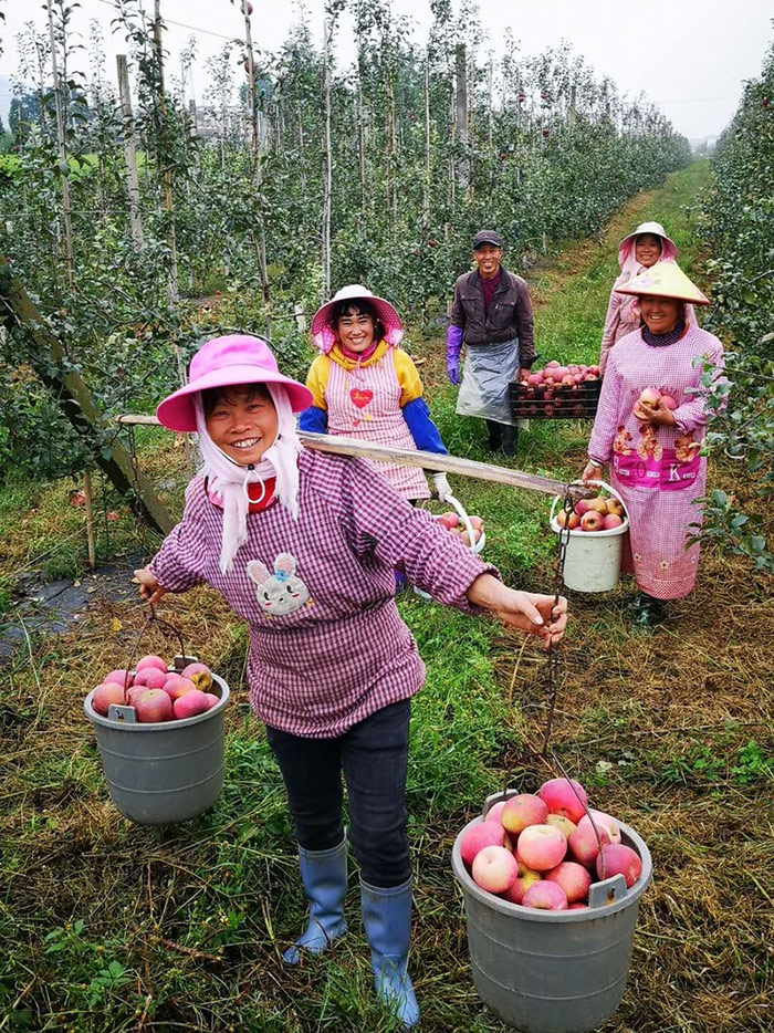 馬龍區(qū)大龍井小流域蘋果特色產業(yè).jpg