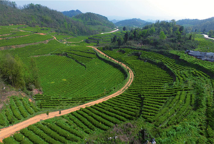 3金沙縣五龍街道有機(jī)生態(tài)茶園規(guī)?；N植.jpg