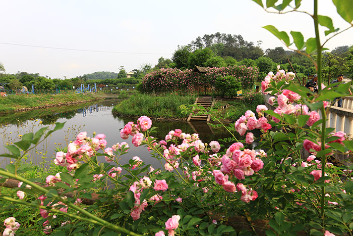 2生態(tài)清潔型小流域治理成效.jpg