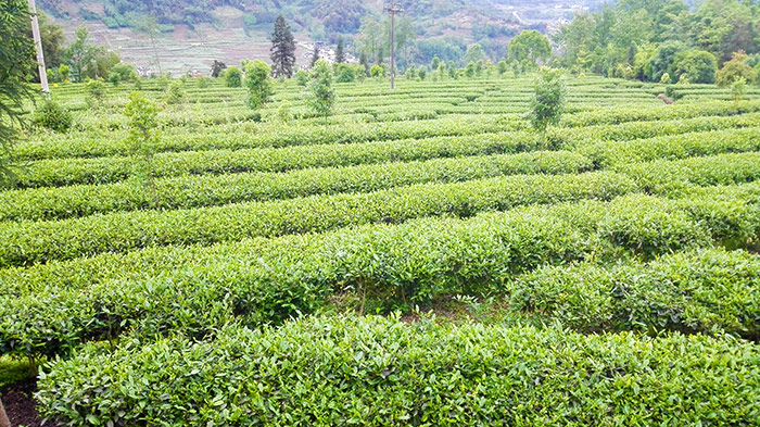 6蘆山縣坡改梯高山茶園.jpg