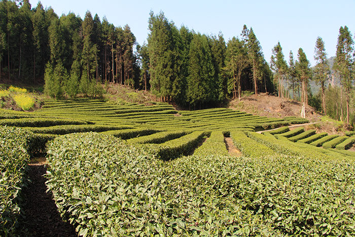 5蘆山縣坡改梯高山茶園2.jpg