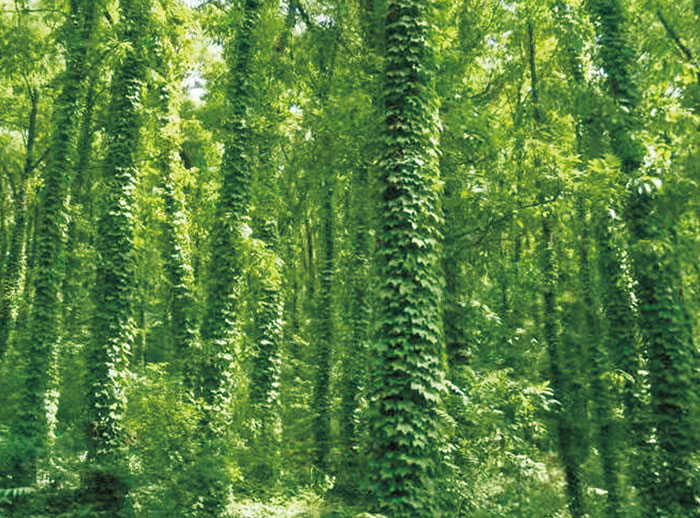 5劉山公園植被.jpg