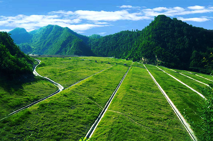 513洛鉬集團(tuán)尾礦庫植被恢復(fù).jpg