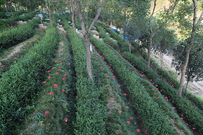 3茶園套種石蒜花.jpg
