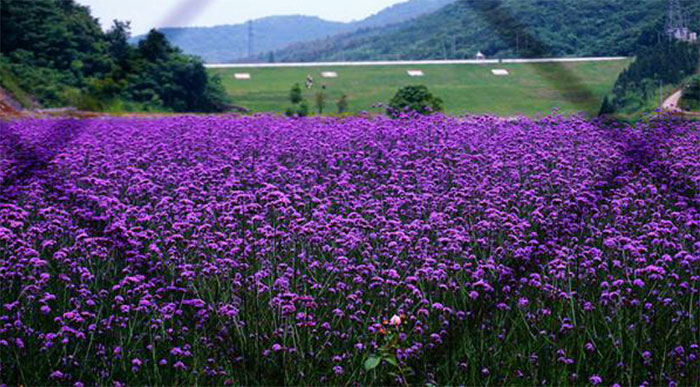 11平鋪鎮(zhèn)紫色香草.jpg
