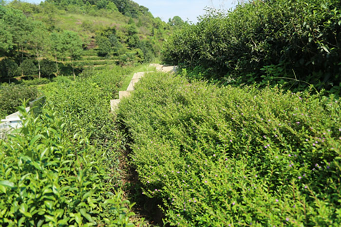 茶園套種萼距花.jpg