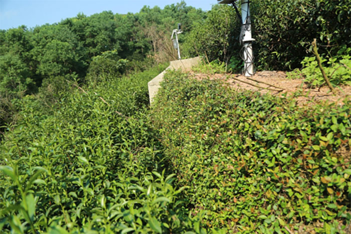 茶園套種絡(luò)石.jpg