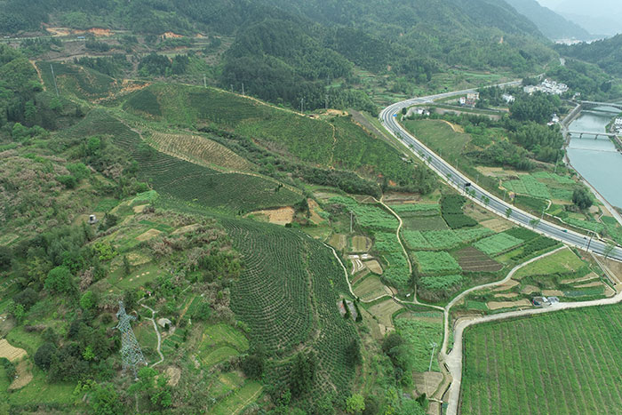 2楓樹嶺生態(tài)茶園.jpg