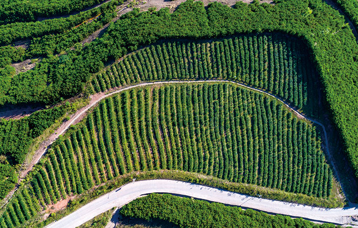 6紫金山茶園現(xiàn)狀圖.jpg