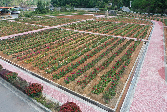 8玫瑰園2.jpg