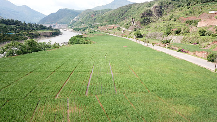 8.-龍開口水電站承包商營地拆除后復(fù)墾現(xiàn)狀.jpg