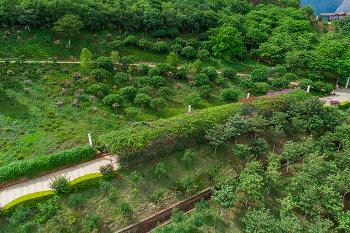 4珍稀植物園.jpg