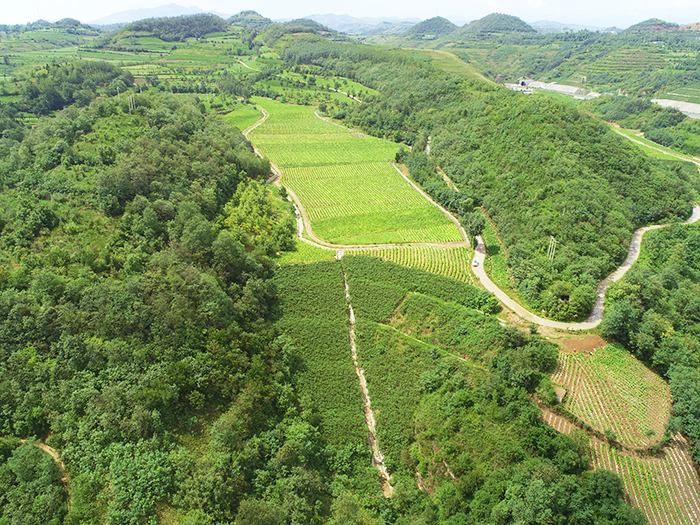 9利用前焦河棄渣場改造建成高標(biāo)準(zhǔn)煙葉種植基地626畝，當(dāng)?shù)?83戶脫貧致富，每畝收益5000多元。.jpg