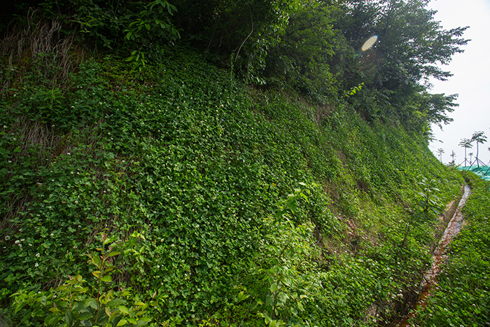 5東湖塘：坡面綠化和路面排水工程.jpg