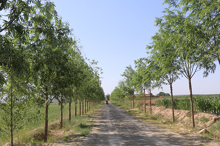 6原州區(qū)彭堡鎮(zhèn)曹洼項(xiàng)目道路林.jpg