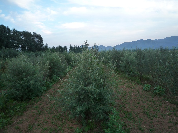 6. 沙棘良種種植試驗(yàn)園.JPG