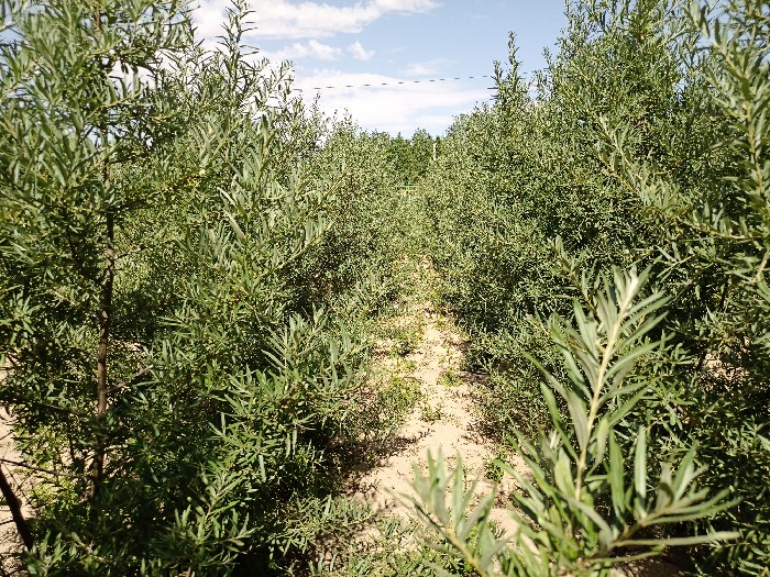 2021年定植沙棘試驗品系_副本.jpg