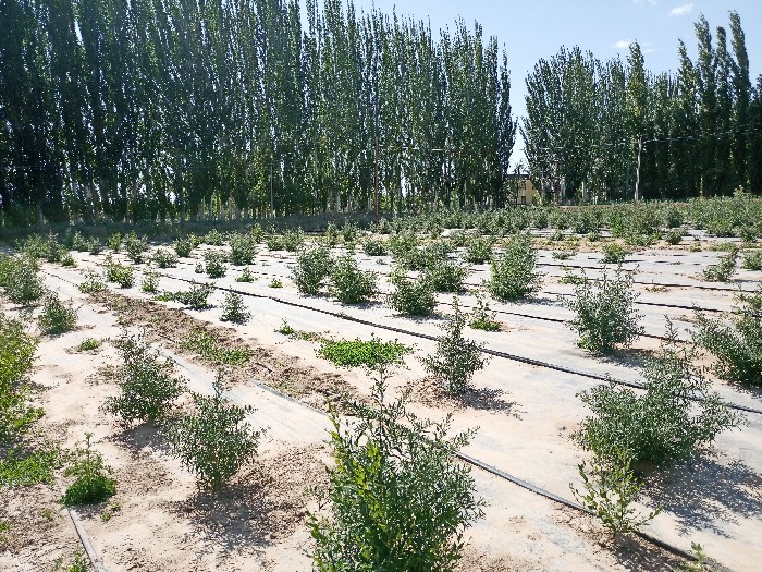 2022年定植沙棘試驗品系_副本.jpg