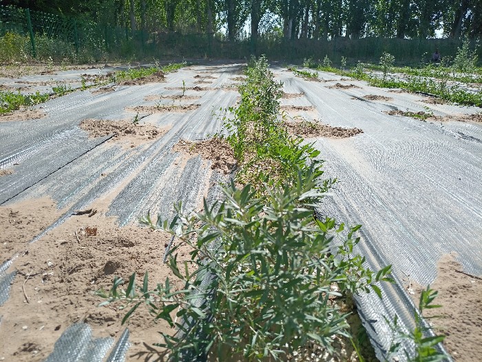 2023年定植沙棘試驗品系_副本.jpg
