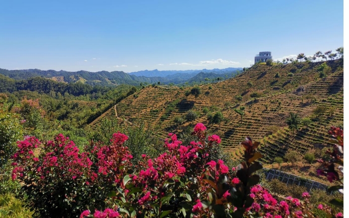 馬泉山萬畝白茶基地.jpg