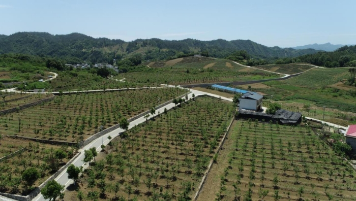 馬泉山櫻桃采摘園.jpg