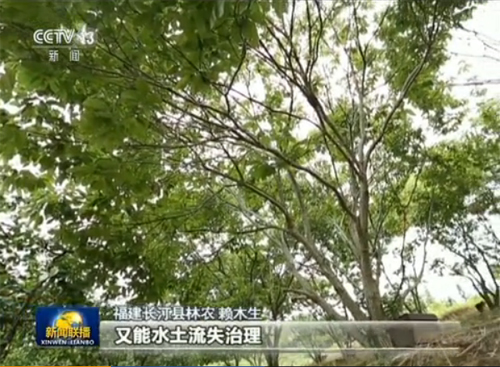 新聞聯(lián)播：【福建林改啟示錄】踐行“兩山論”兼得“富與美”