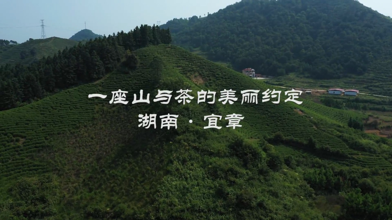 湖南?宜章：一座山與茶的美麗約定